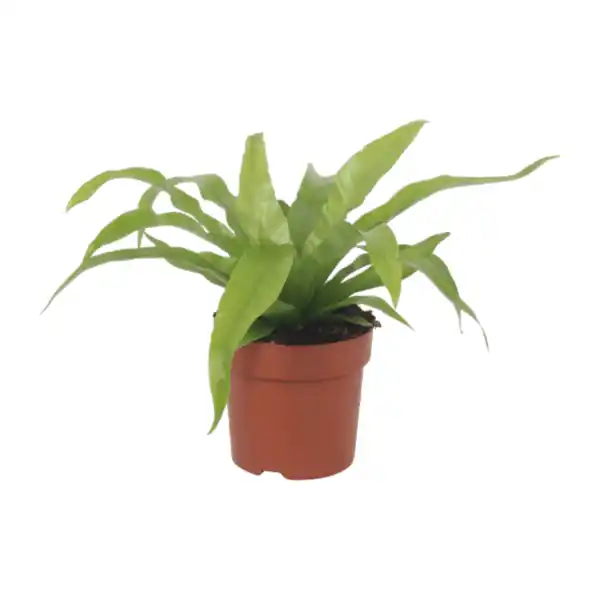 Bild 2 von GARDENLINE Premium-Grünpflanze