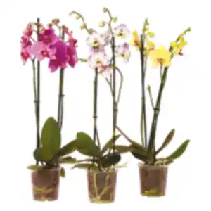 Orchideen 2 Triebe