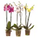 Bild 1 von Orchideen 2 Triebe