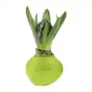 Bild 4 von GARDENLINE Hyazinthe, gewachst