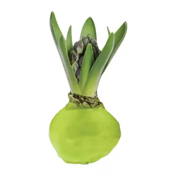 Bild 4 von GARDENLINE Hyazinthe, gewachst