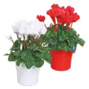 Cyclamen „Alpenveilchen“