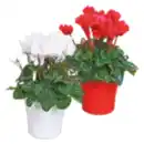 Bild 1 von Cyclamen „Alpenveilchen“