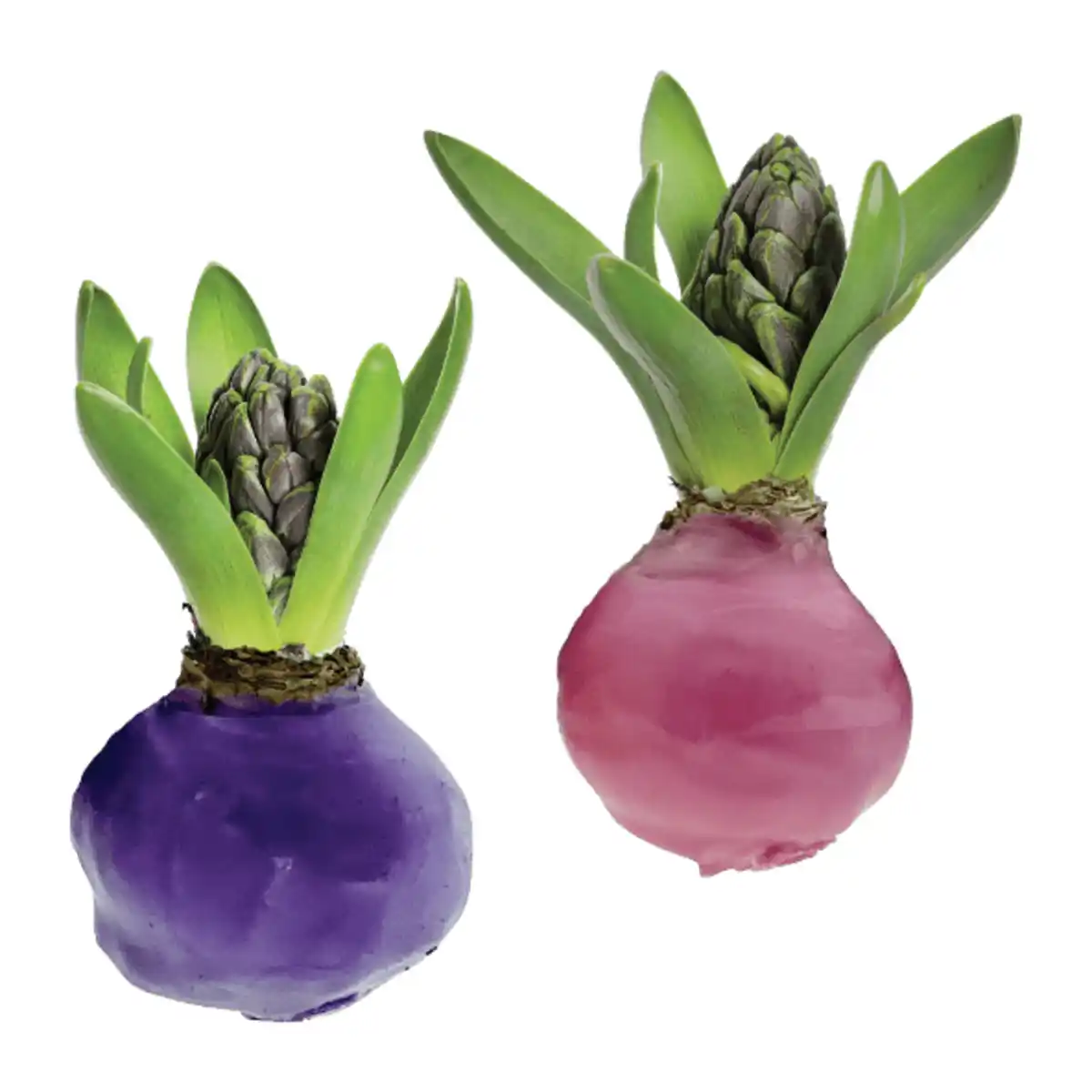 Bild 1 von GARDENLINE Hyazinthe, gewachst