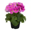 Bild 2 von GARDENLINE Becherprimel „Touch Me“