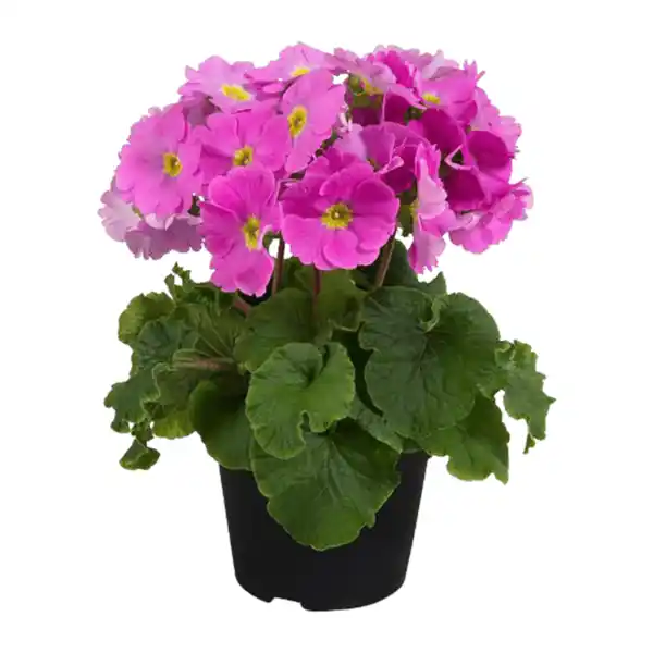 Bild 2 von GARDENLINE Becherprimel „Touch Me“