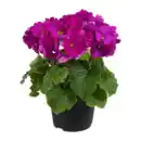 Bild 3 von GARDENLINE Becherprimel „Touch Me“