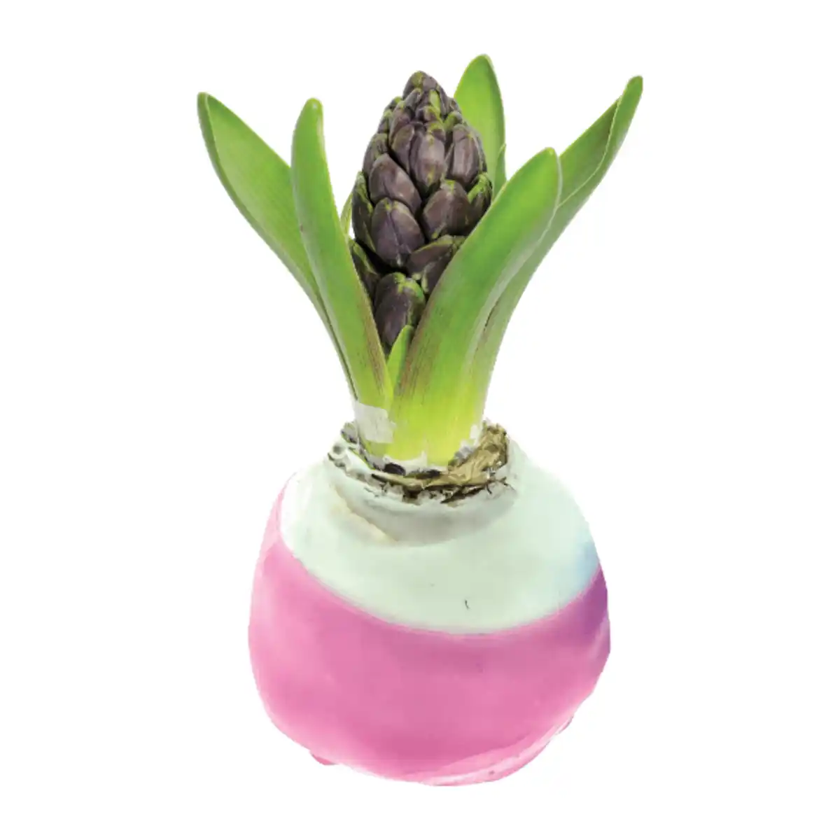 Bild 3 von GARDENLINE Hyazinthe, gewachst