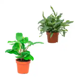 GARDENLINE Premium-Grünpflanze