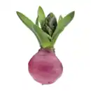 Bild 2 von GARDENLINE Hyazinthe, gewachst