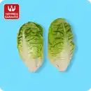 Bild 1 von   Salatherzen Mini Romana, Ursprung: Spanien