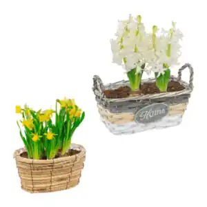 GARDENLINE Blumenzwiebeln im Gefäß