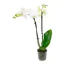 Bild 2 von GARDENLINE Phalaenopsis