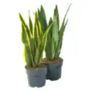Bild 1 von Sansevieria „Bogenhanf“