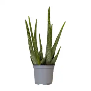 GARDENLINE Aloe vera