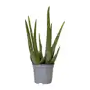 Bild 1 von GARDENLINE Aloe vera
