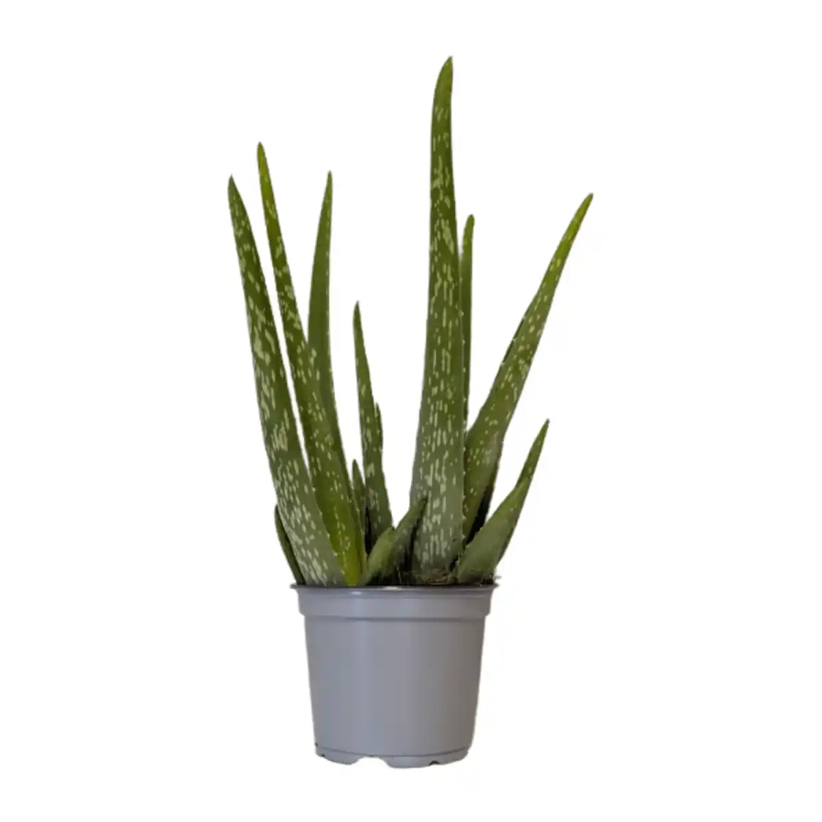 Bild 1 von GARDENLINE Aloe vera