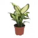 Bild 4 von GARDENLINE Premium-Grünpflanze