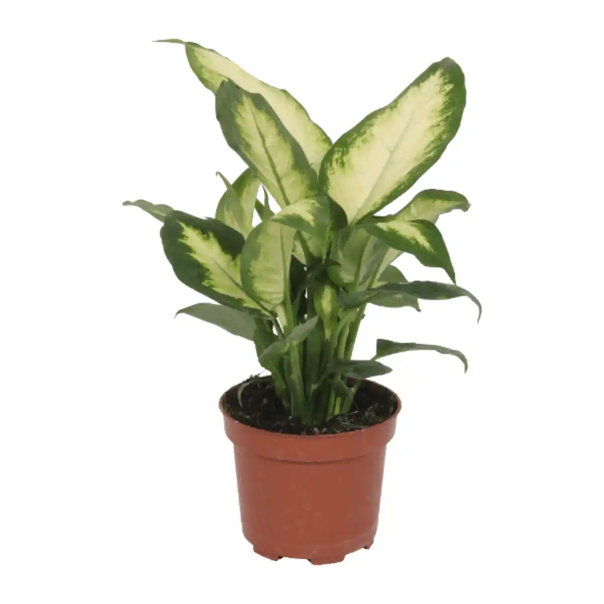 Bild 4 von GARDENLINE Premium-Grünpflanze