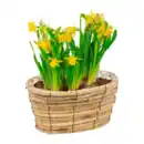 Bild 3 von GARDENLINE Blumenzwiebeln im Gefäß