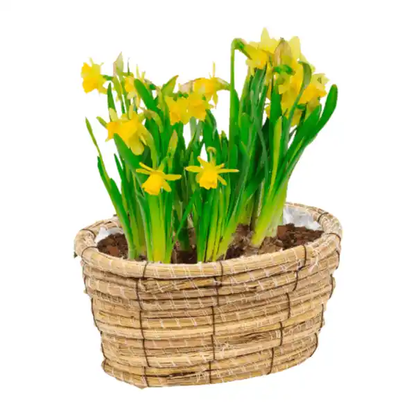 Bild 3 von GARDENLINE Blumenzwiebeln im Gefäß