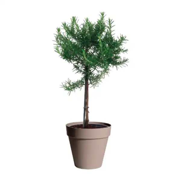 Bild 3 von GARDENLINE Gewürzstämmchen