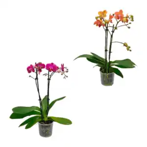 GARDENLINE Phalaenopsis