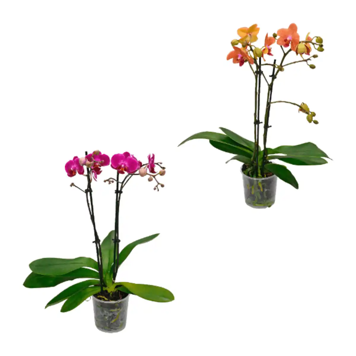 Bild 1 von GARDENLINE Phalaenopsis
