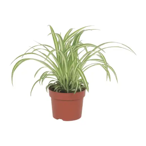 Bild 3 von GARDENLINE Premium-Grünpflanze