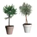 Bild 1 von GARDENLINE Gewürzstämmchen