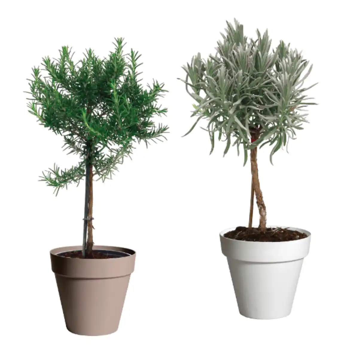 Bild 1 von GARDENLINE Gewürzstämmchen