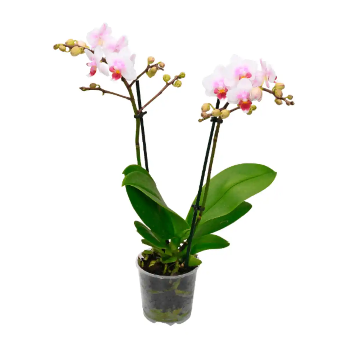 Bild 4 von GARDENLINE Phalaenopsis