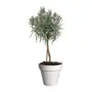 Bild 4 von GARDENLINE Gewürzstämmchen