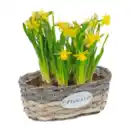 Bild 4 von GARDENLINE Blumenzwiebeln im Gefäß