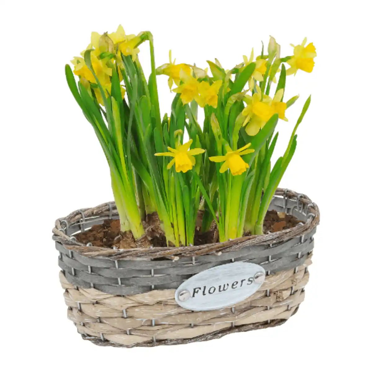 Bild 4 von GARDENLINE Blumenzwiebeln im Gefäß