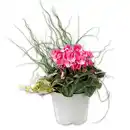 Bild 1 von Frühlings Trio mit Alpenveilchen