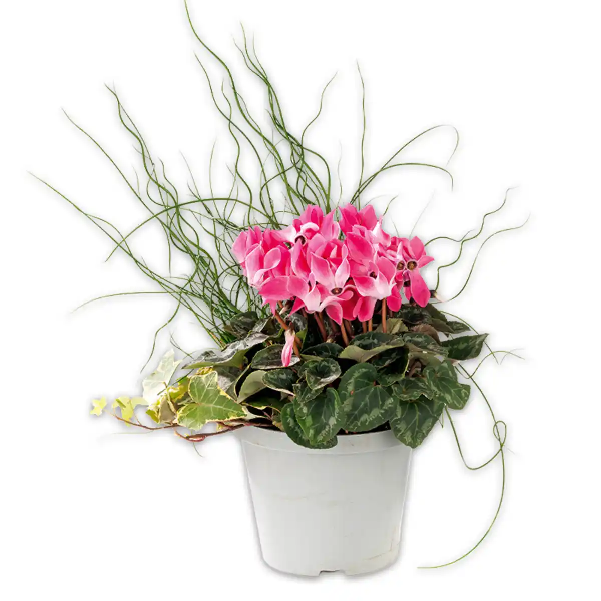 Bild 1 von Frühlings Trio mit Alpenveilchen