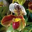 Bild 2 von Orchidee Frauenschuh "Paphiopedilum"
