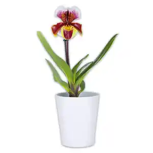 Orchidee Frauenschuh "Paphiopedilum"