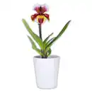 Bild 1 von Orchidee Frauenschuh "Paphiopedilum"
