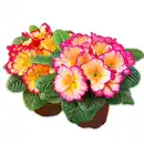 Bild 1 von Duftprimel