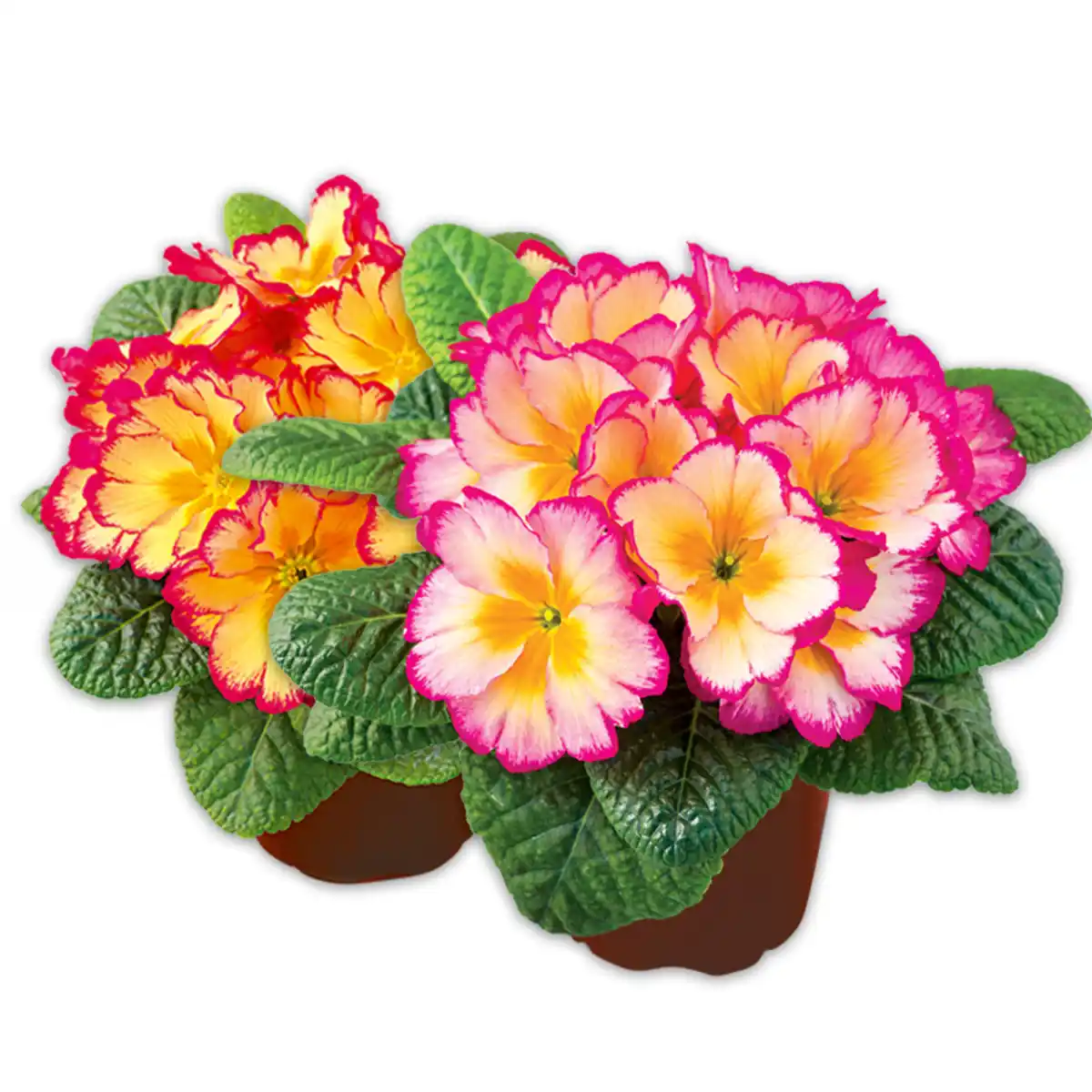 Bild 1 von Duftprimel