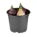 Bild 2 von Hyazinthen Trio Mix