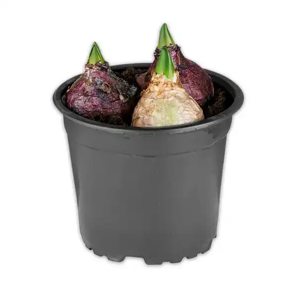 Bild 2 von Hyazinthen Trio Mix