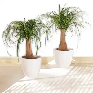 Elefantenfuß XL "Beaucarnea recurvata"