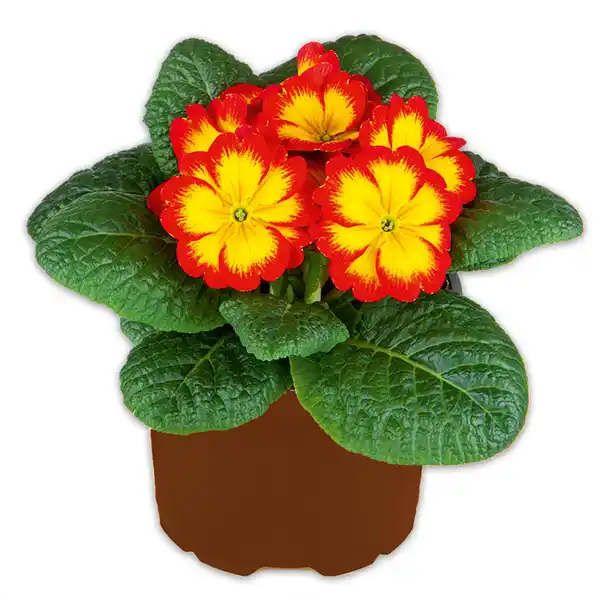 Bild 4 von Primel in Sonderfarben