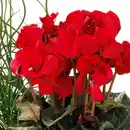 Bild 2 von Frühlings Trio mit Alpenveilchen