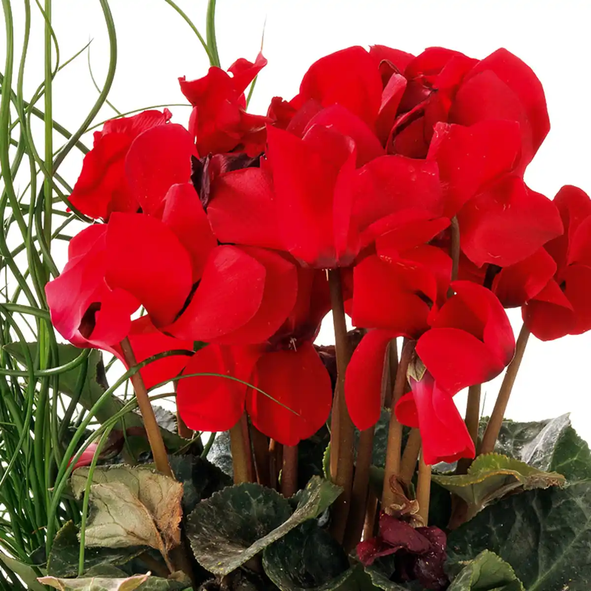 Bild 2 von Frühlings Trio mit Alpenveilchen