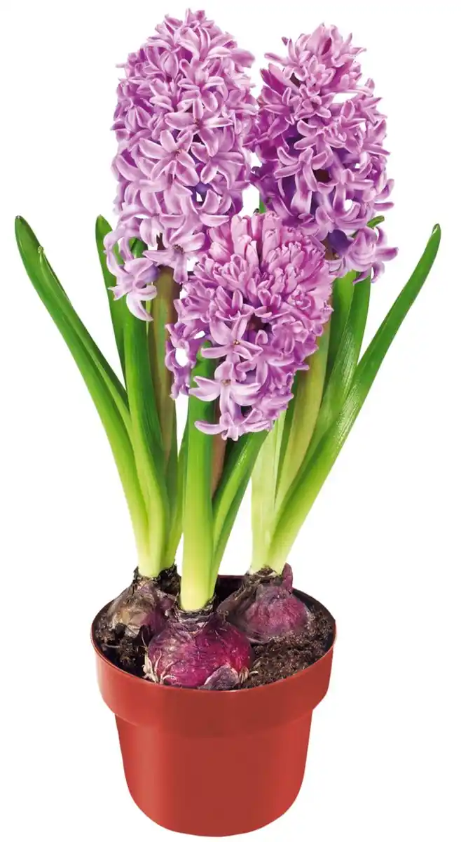 Bild 1 von Zwiebelpflanzen