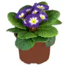 Bild 2 von Primel in Sonderfarben